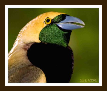 Bird Of Paradise - pretty, bird, bird of paradise, colorful