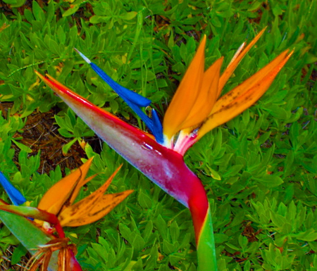 Bird Of Paradise Flower - pretty, bird of paradise, colorful, flower