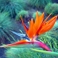 Colorful Bird of Paradise