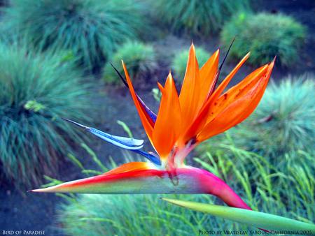 Colorful Bird of Paradise