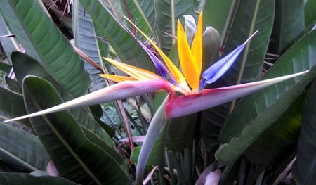 The Bird of Paradise Plant - flower, bird of paradise, pretty, plant