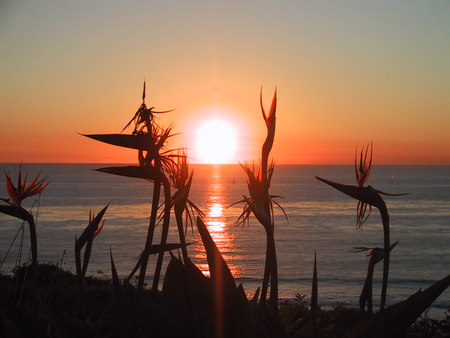 Sunset Bird Of Paradise - flowers, bird of paradise, sunset, pretty