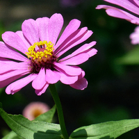 Purple petals