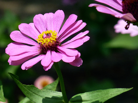 Purple petals - purple, bloom, petals, flowers, lavendar, daisy