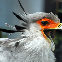 Secretary Bird Speaking