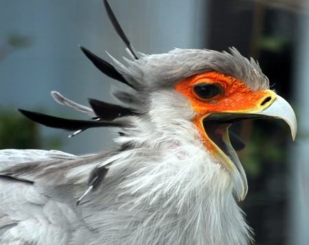 Secretary Bird Speaking - calling, pretty, secretary bird, bird