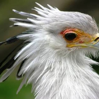 The Secretary Bird