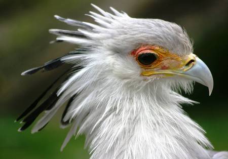 The Secretary Bird - pretty, bird, black and white, secretary bird