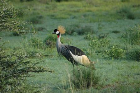 Crowned Crane - crowned crane, crane, pretty, bird