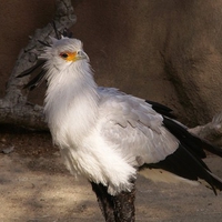 The Secretary Bird