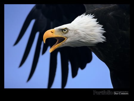 The Challenge - bird, challenge, bald eagle, call