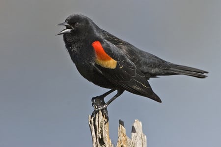 Singing Red Winged Blackbird - bird, singing, red winged, blackbird