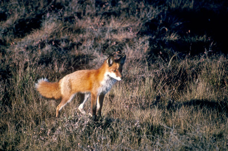 Careful, Careful - mouse, listening, hunting, red fox