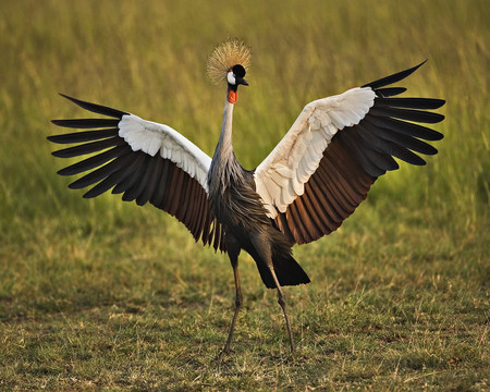 Crowned Crane - bird, black and white, crowned crane, tall