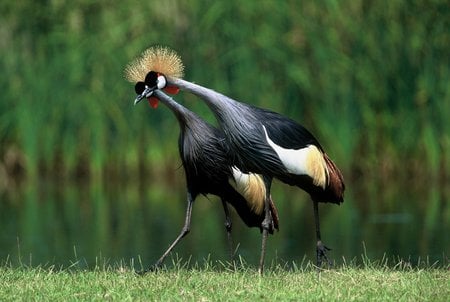 Dancing Cranes - crowned cranes, mate, birds, dancing