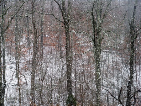 Snowy Hill - snow, hillside, winter, forest