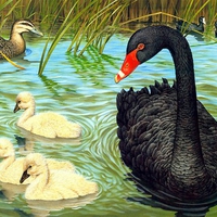 Black-Swan-and-Baby-Swan