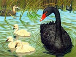 Black-Swan-and-Baby-Swan