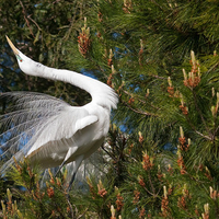 Great Snowy Egret