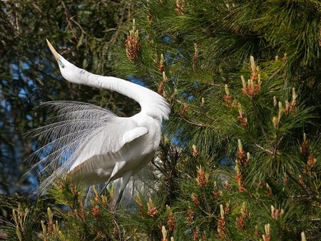 Great Snowy Egret - snowy, egret, crane, bird