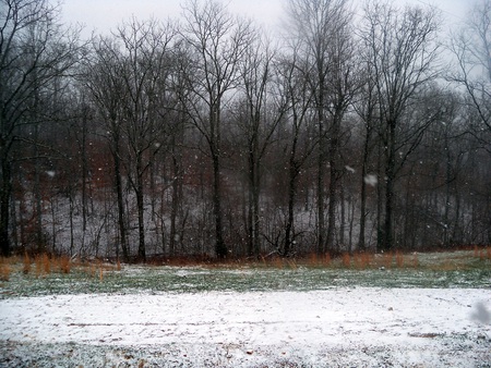 December 2010 - winter, holler, forest, snow