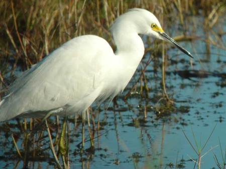 Snowy Egret - snowy, egret, crane, bird