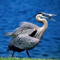 The Great Blue Heron