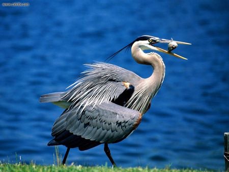 The Great Blue Heron - great blue, heron, crane, bird