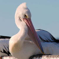 The Great Pelican