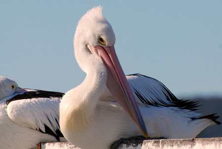 The Great Pelican - pelican, ocean, great, bird