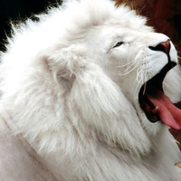 The lazy king
