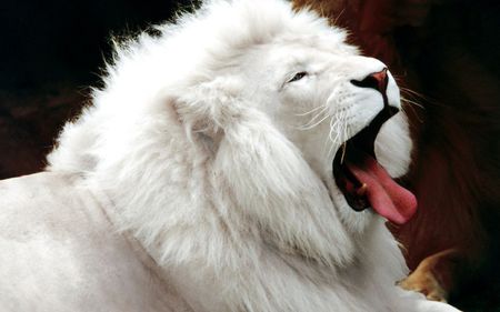 The lazy king - white, king, lazy, beauty, lion, other, animals