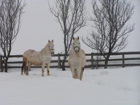 White in white - popular, winter, animals, sesons, beauty, beautiful, garden, horses, white, fench, fog, trees, snow, cold