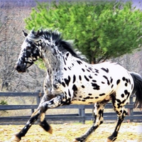 Appaloosa Horse