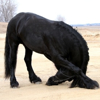 Friesian