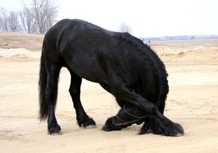 Friesian - cavalo, stallion, animal, horse