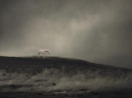 ALONE - ominous, hill, horse, dark, clouds, dusk