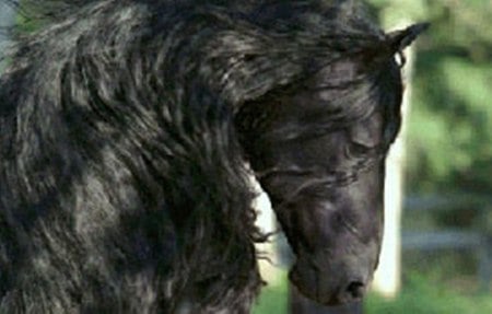 Friesian - cavalo, stallion, animal, horse