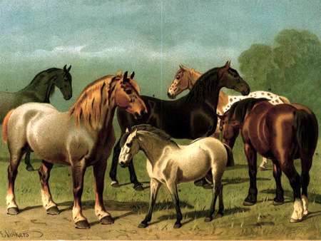 Draft horses