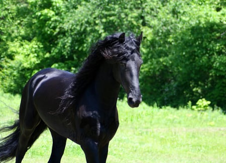 Keegan - The Horse - cavalo, horse, stallion, animals