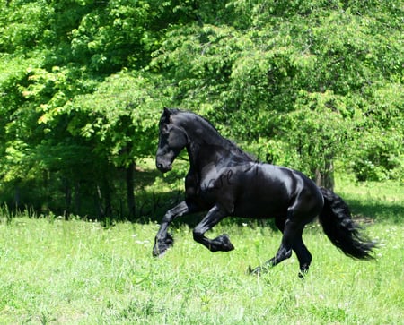 Keegan - cavalo, stallion, horse, animals