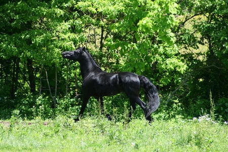 King - cavalo, horse, stallion, animals