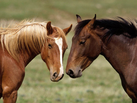 beautiful horses - photo, my, horses, favorite