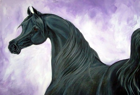 Black Arabian - cavalo, stallion, horse, animals