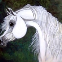 White Arabian