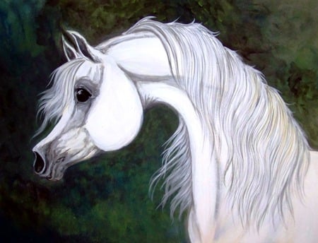 White Arabian - cavalo, horse, stallion, animals