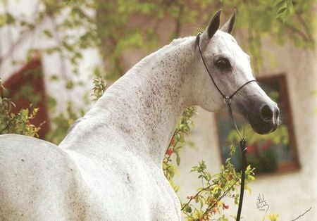 Horse - cavalo, stallion, horse, animals