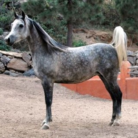 Gray Horse