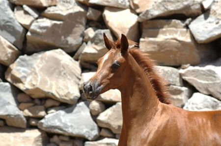 Horse - cavalo, stallion, horse, animals