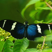 Blue-Butterfly